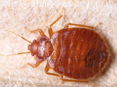 萬江殺蟲滅鼠公司有臭蟲怎樣徹底消滅？被咬用什么藥最好