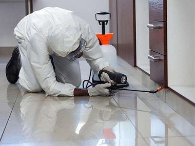 東莞白蟻防治公司哪家好？上門治白蟻多少錢