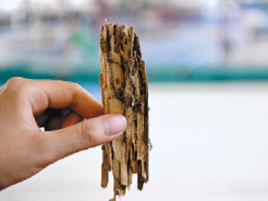 白蟻出現(xiàn)在家里，噴藥能解決根本問題嗎？