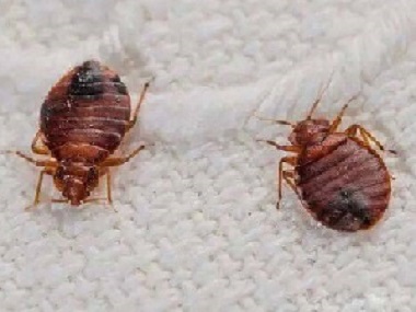 虎門滅臭蟲(chóng)公司有臭蟲(chóng)怎么辦，臭蟲(chóng)怎么殺