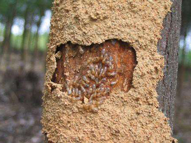 常平防治白蟻公司有白蟻的房子還能住嗎