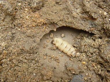 萬(wàn)江驗(yàn)收白蟻所專(zhuān)家為什么要做白蟻普查呢？