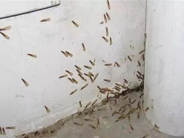 石排殺滅白蟻公司白蟻防治可盡早實(shí)施，降低白蟻危害