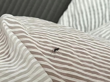 鳳崗有害生物控制所教你3個方法夏季有效預(yù)防蚊子