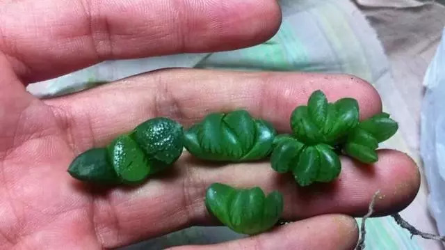 綠母實(shí)驗(yàn)深度探討與觀點(diǎn)闡述，最新進(jìn)展與闡述