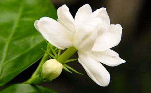 夜來香最新，文化現(xiàn)象的深度解讀