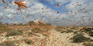 巴鐵蝗災最新,巴鐵蝗災最新，逆境中的希望與力量