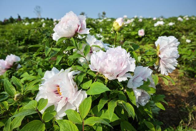 洛陽(yáng)最新新冠病毒情況分享??