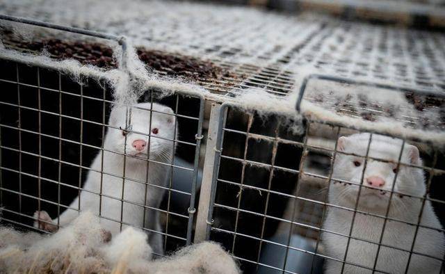 丹麥水貂最新事件概況