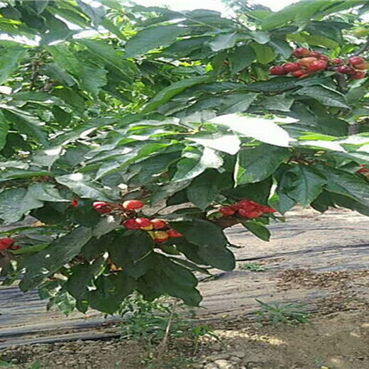 白玉櫻桃價(jià)格動(dòng)態(tài)，一顆櫻桃背后的勵(lì)志故事與價(jià)格變遷