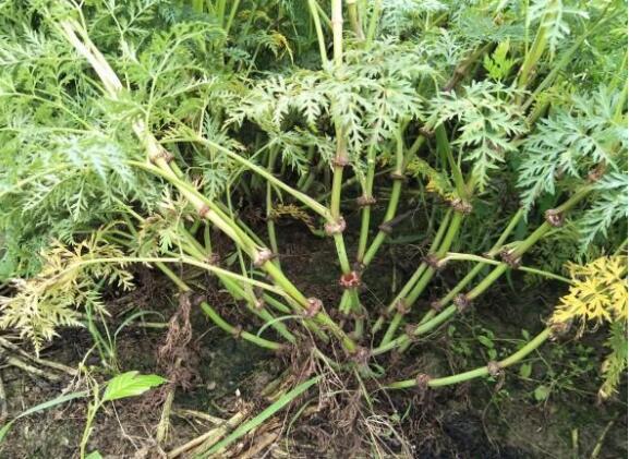 路燈設(shè)備 第258頁