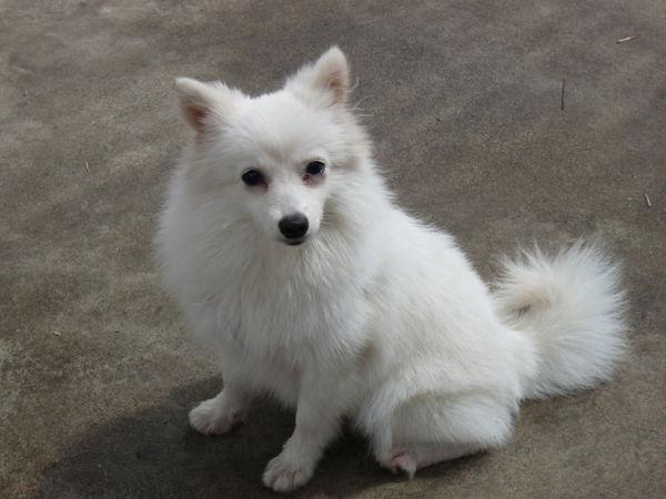 尚村銀狐皮價(jià)格詳解，購(gòu)買(mǎi)指南與步驟全解析