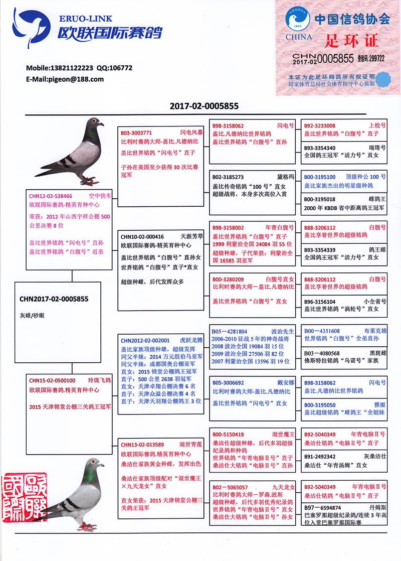 今日信鴿比賽直播,今日信鴿比賽直播，飛翔的夢想與榮耀的見證