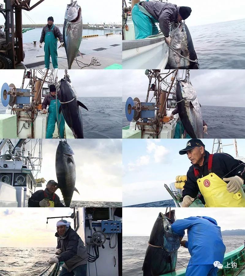 金槍魚垂釣大賽，競(jìng)技與挑戰(zhàn)的碰撞激情