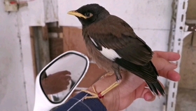 海南最新八哥小品面試，娛樂與藝術的精彩碰撞