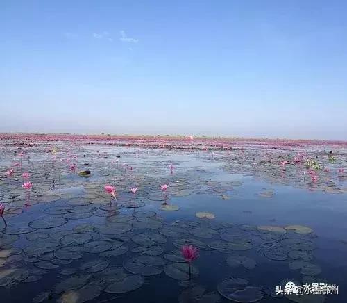 鄂州紅蓮湖最新動態(tài)，生態(tài)發(fā)展與社會影響的雙向視角探究