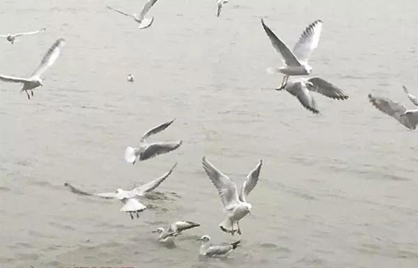 瀘州事件最新動(dòng)態(tài)，指導(dǎo)手冊(cè)獲取并分析事件消息的方法與途徑解析